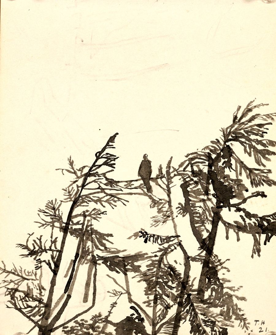A bird in a tree.